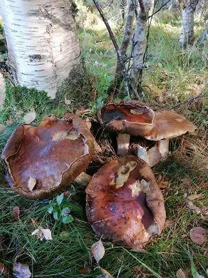 Norway Stabben Tour Villa *